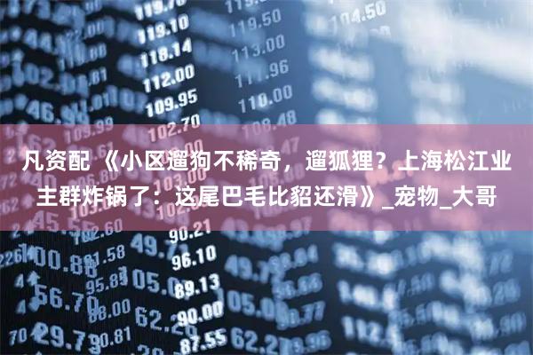 凡资配 《小区遛狗不稀奇，遛狐狸？上海松江业主群炸锅了：这尾巴毛比貂还滑》_宠物_大哥